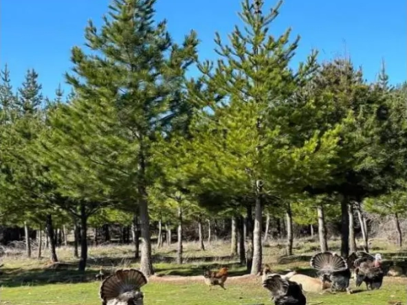 Parcelación Bosques De Chepica