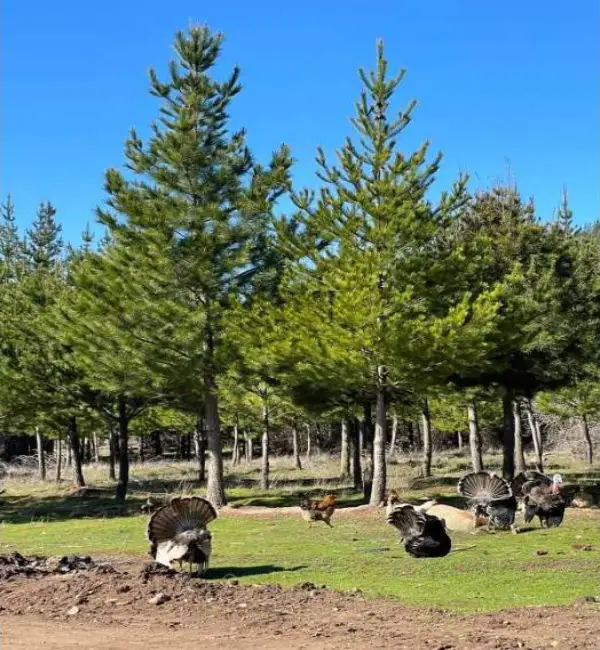 Parcelación Bosques De Chepica