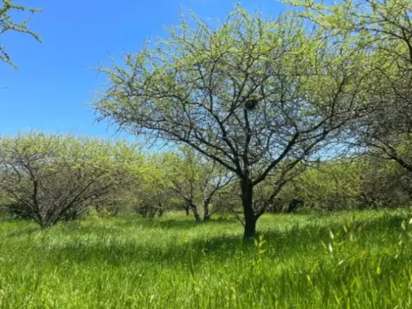 Cumbres De León, Bulnes, Ñuble.