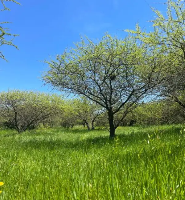 Cumbres De León, Bulnes, Ñuble.